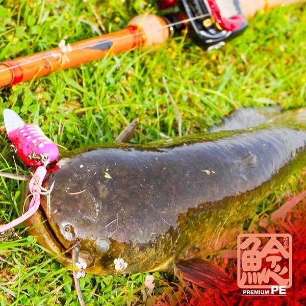 鯰(なまず)プレミアムPE